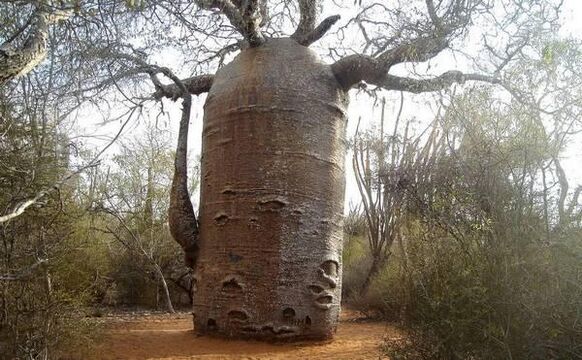 thick tree trunk is an imitation of increasing the thickness of the penis